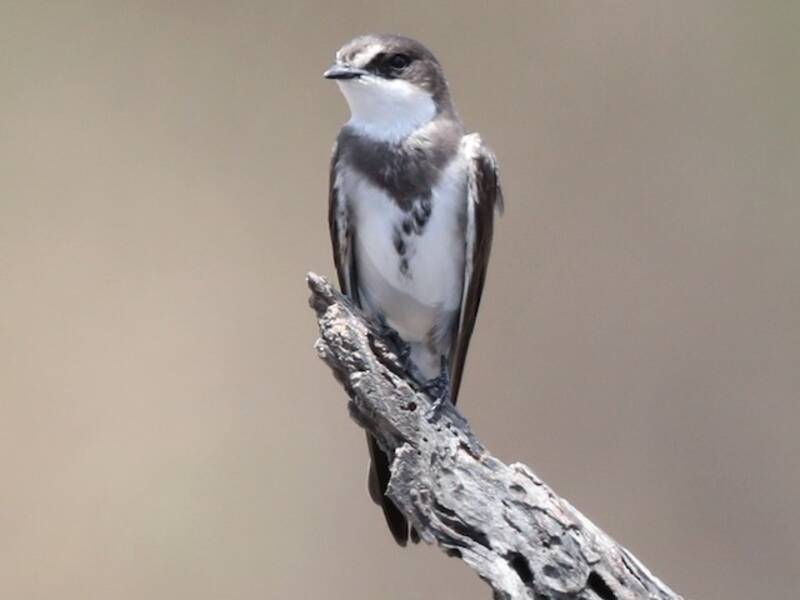 Banded Martin, Photos 2
