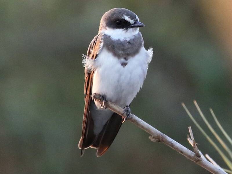 Banded Martin, Photos 3