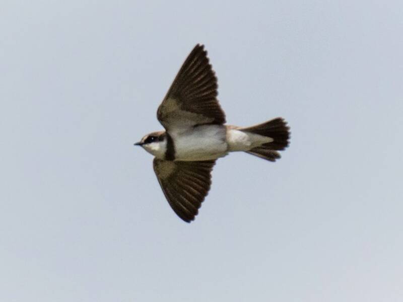 Banded Martin, Photos 4