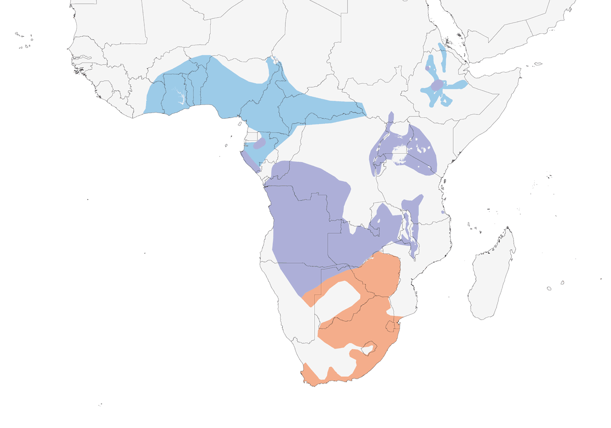 Banded Martin, Distribution 1