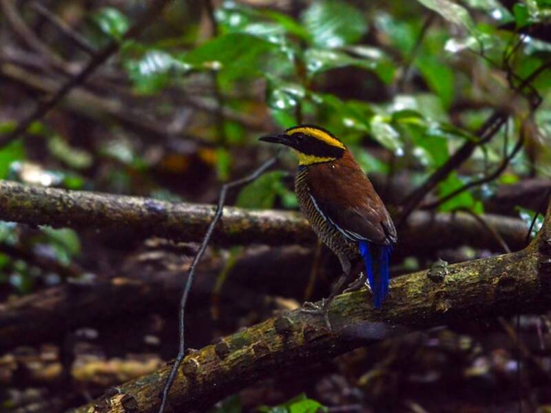 Javan Banded-Pitta