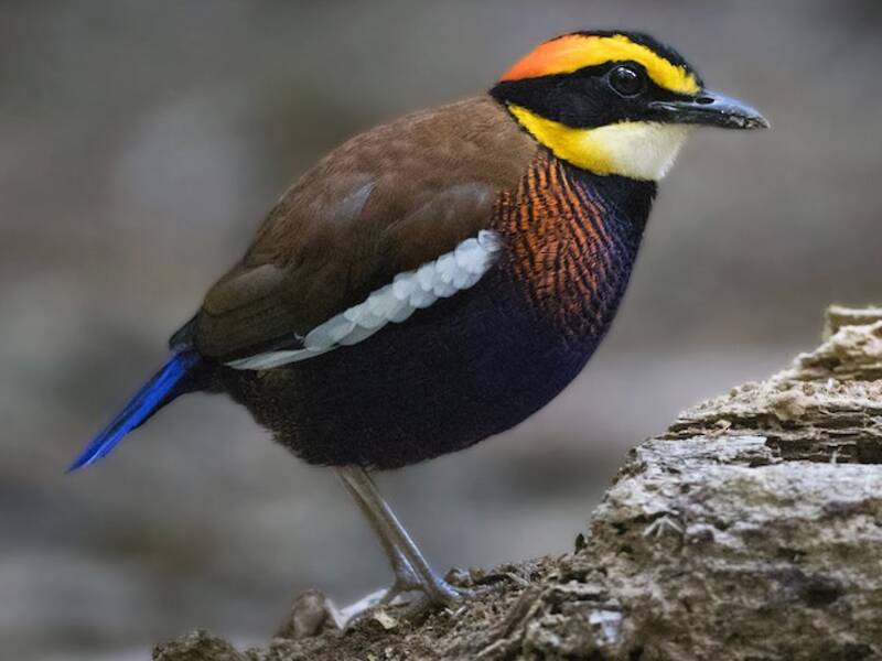 Malaienpitta