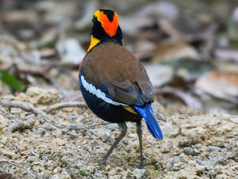 Malaienpitta, Fotos 3