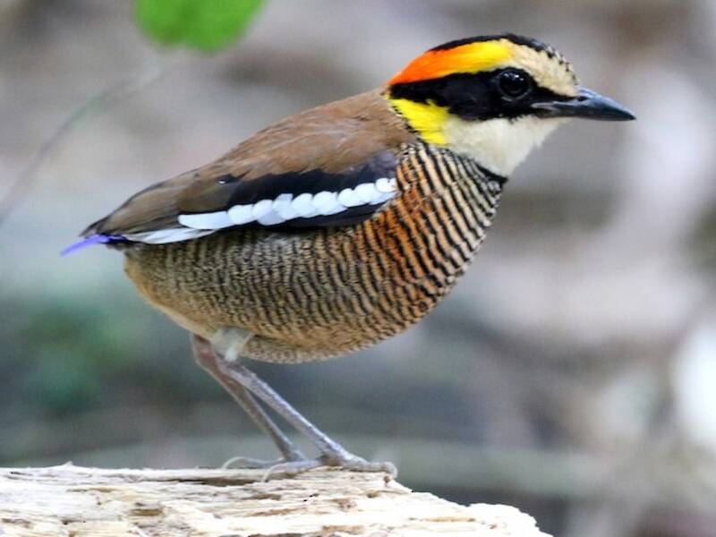 Malaienpitta, Fotos 4