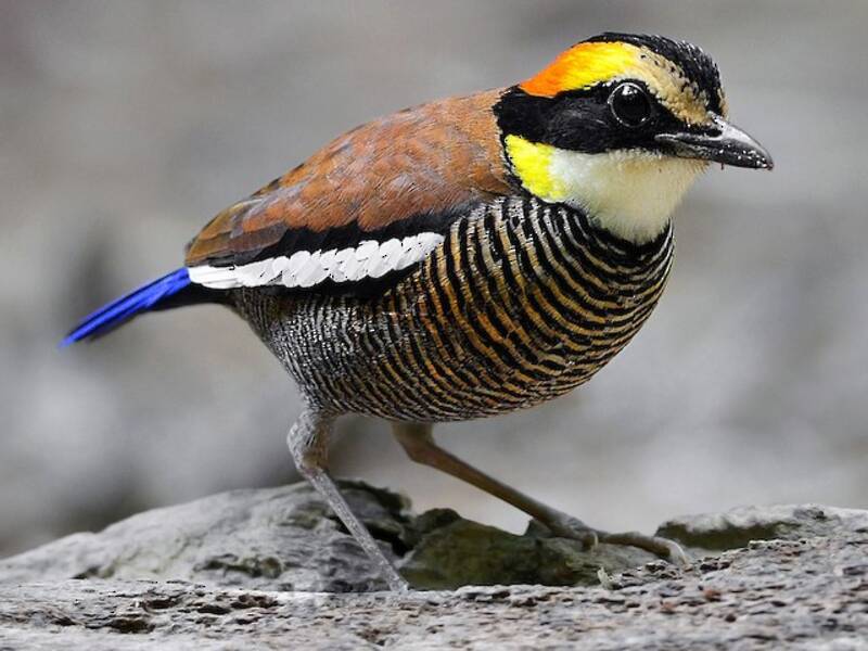 Malaienpitta, Fotos 2