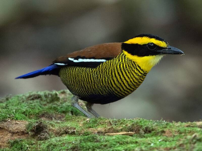 Pita rayada de Borneo, Fotos 3