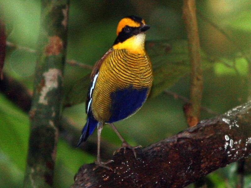 Pita rayada de Borneo, Fotos 2