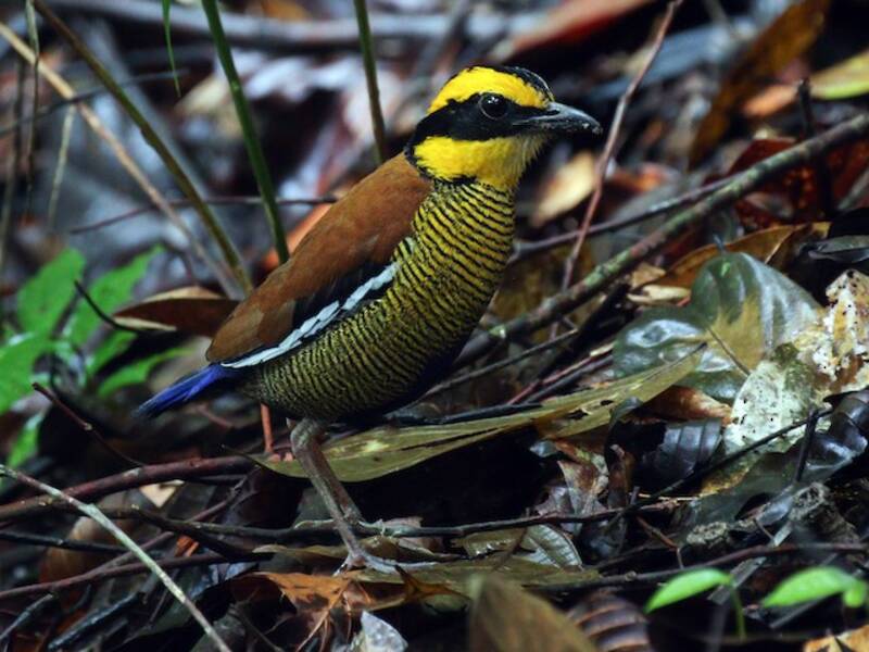 Borneo-Bänderpitta