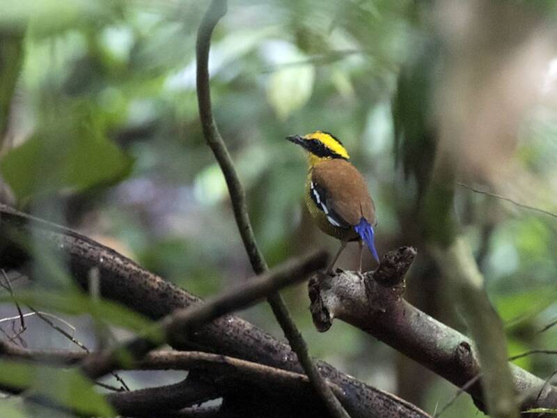 Pita rayada de Borneo, Fotos 4