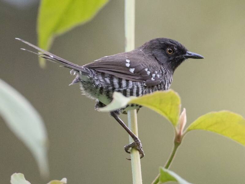 Banded Prinia, 照片 3