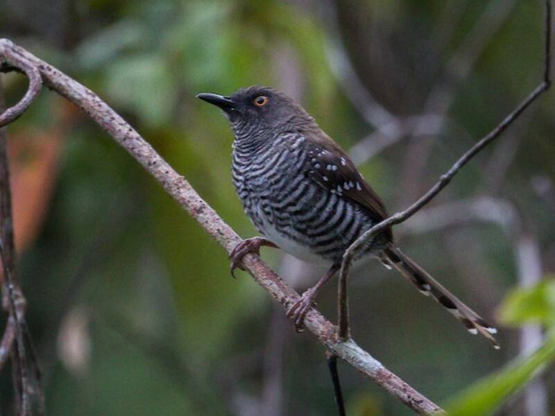 Banded Prinia, 照片 2