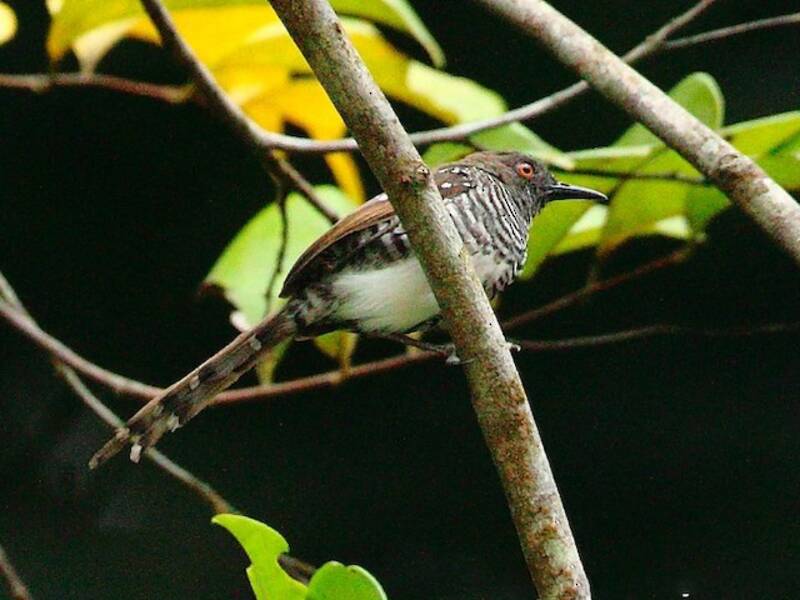 Banded Prinia, 照片 4