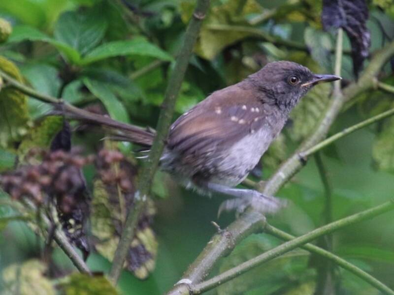 Banded Prinia