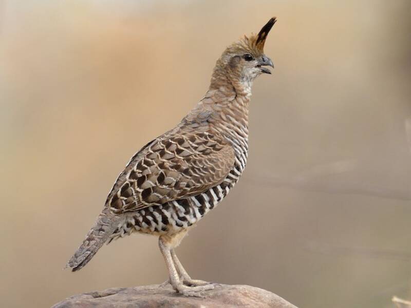 Banded Quail, Photos 3