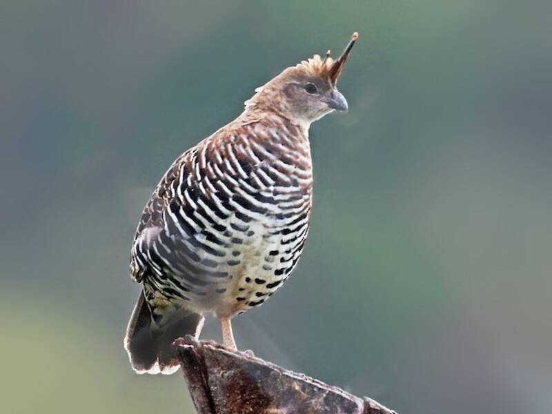 Banded Quail