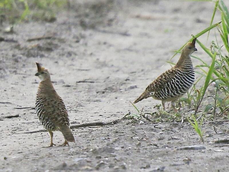Banded Quail, Photos 2