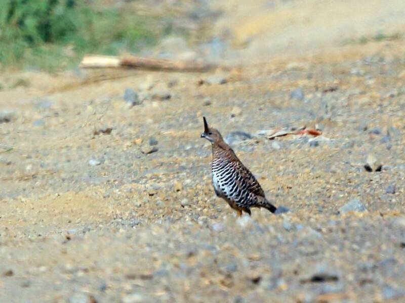 Banded Quail, Photos 4