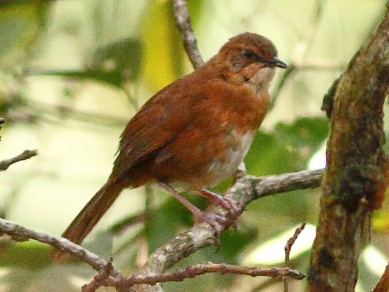Carricero de Bangwa, Fotos 2