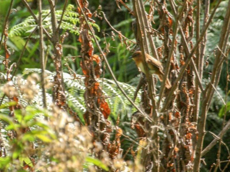 Bangwa Warbler