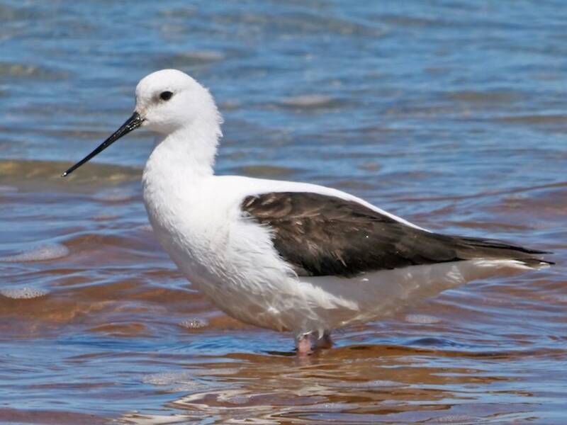Banded Stilt (Cladorhynchus leucocephalus)