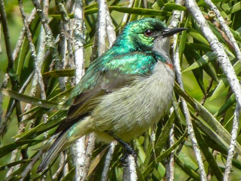 Banded Sunbird, Photos 3