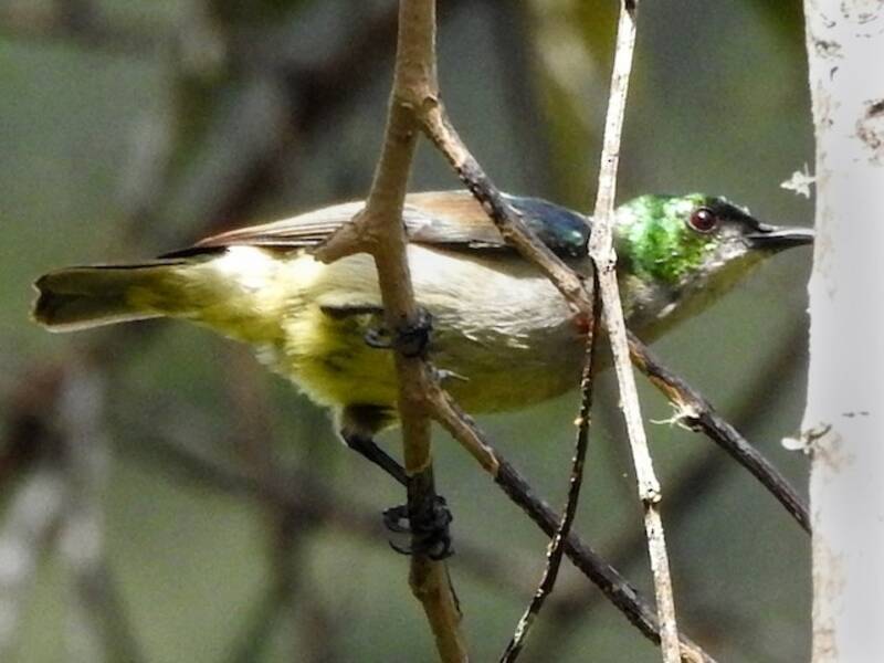 Banded Sunbird, Photos 4