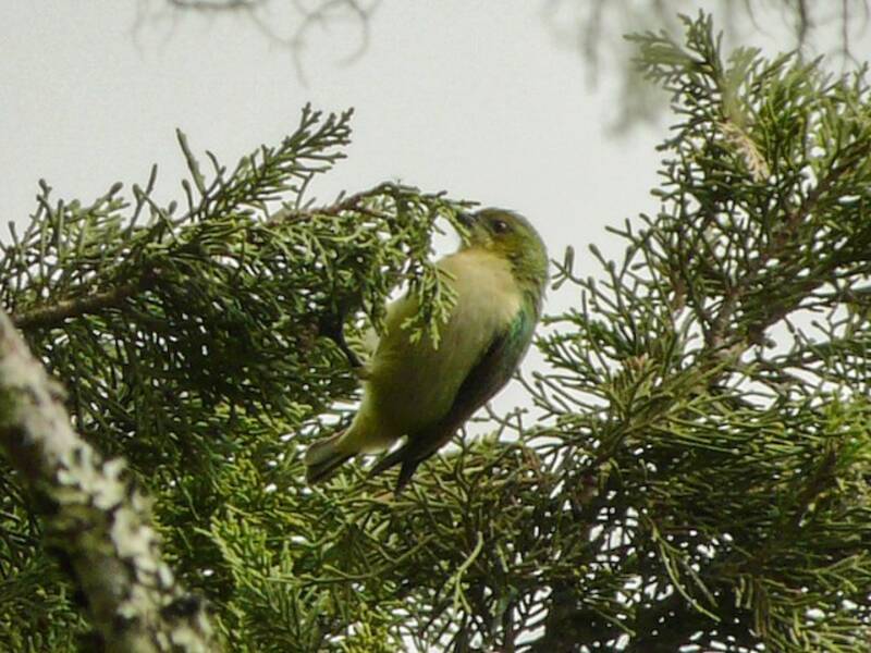 Banded Sunbird, Photos 2
