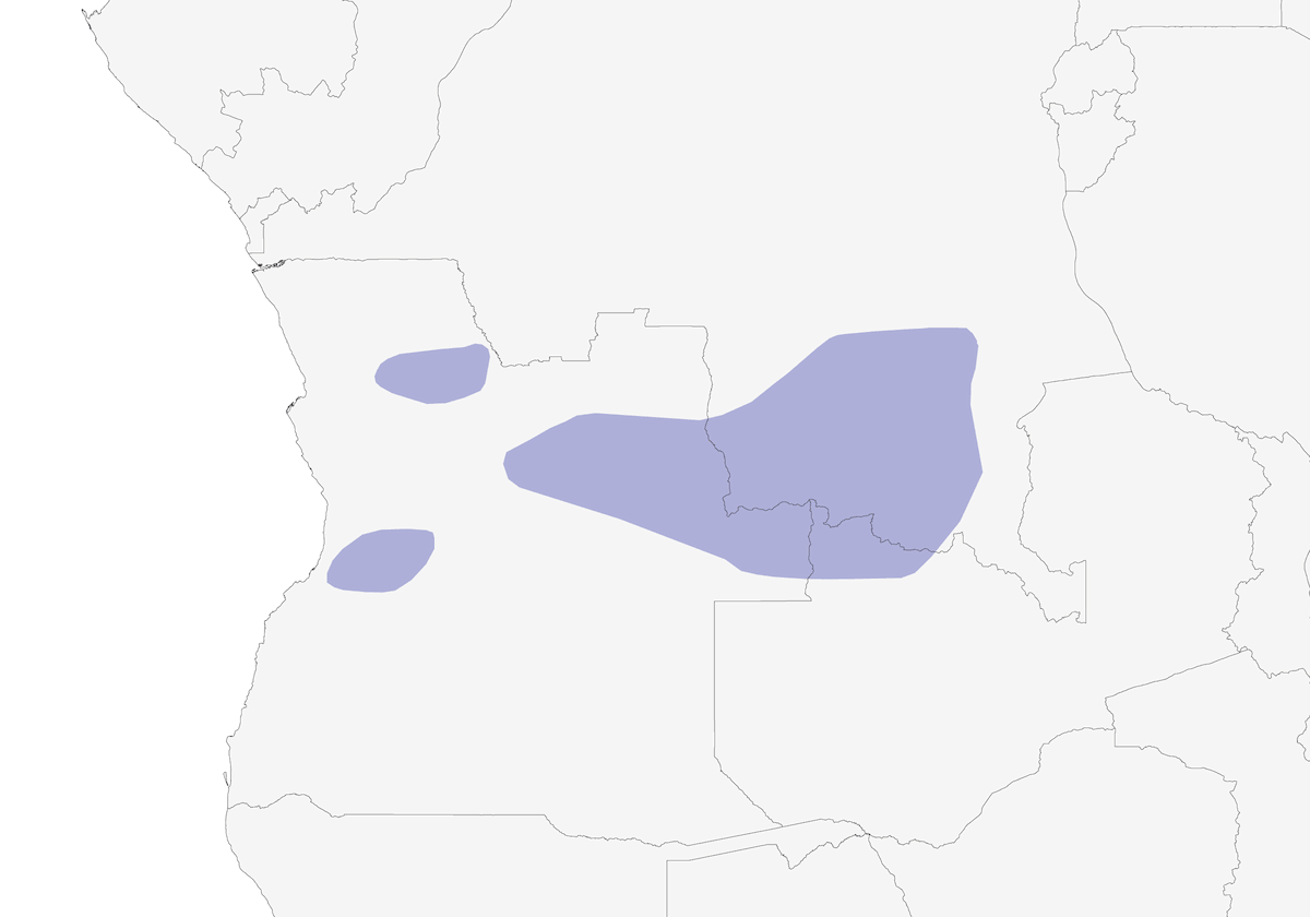 Suimanga de Bates, Distribución 1