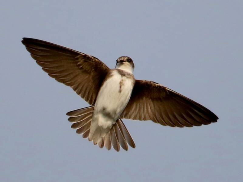 Bank Swallow, 照片 3
