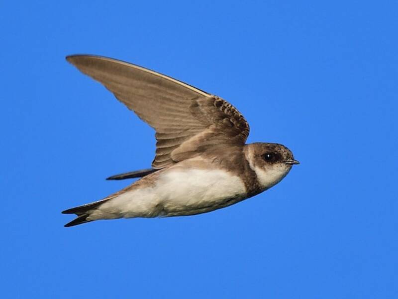 Bank Swallow, 照片 4
