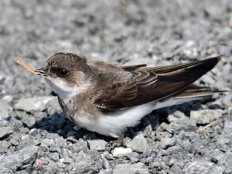 Hirondelle de rivage