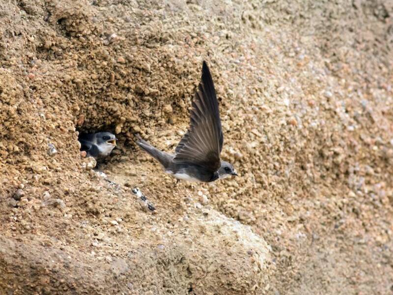 Bank Swallow, 照片 2