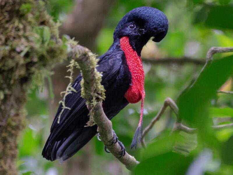 Bare-necked Umbrellabird, Photos 4