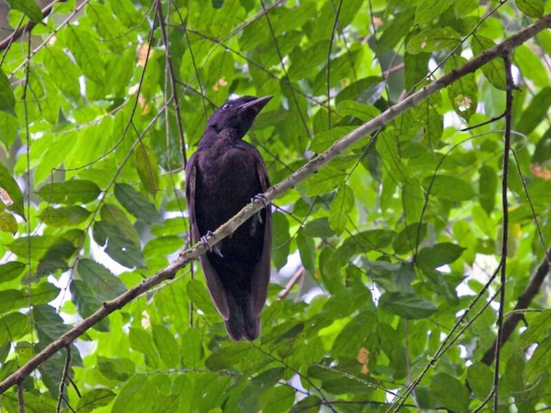 Bare-necked Umbrellabird, Photos 3