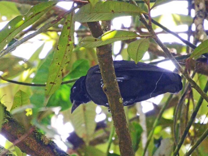 Bare-necked Umbrellabird, Photos 2