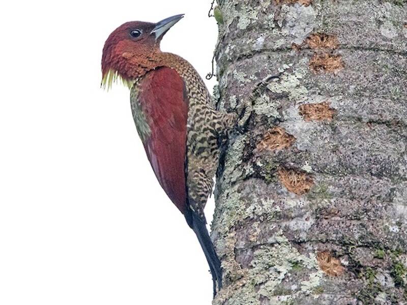 Banded Woodpecker, 照片 3