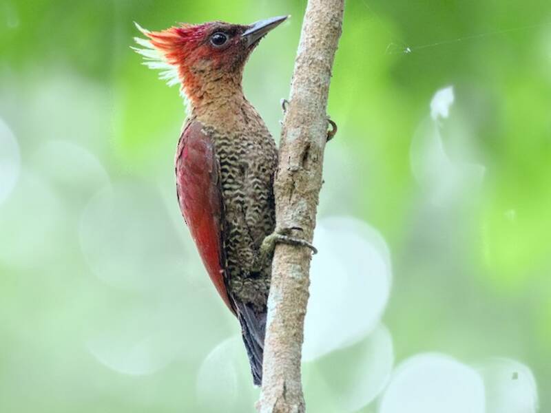 Banded Woodpecker, 照片 2