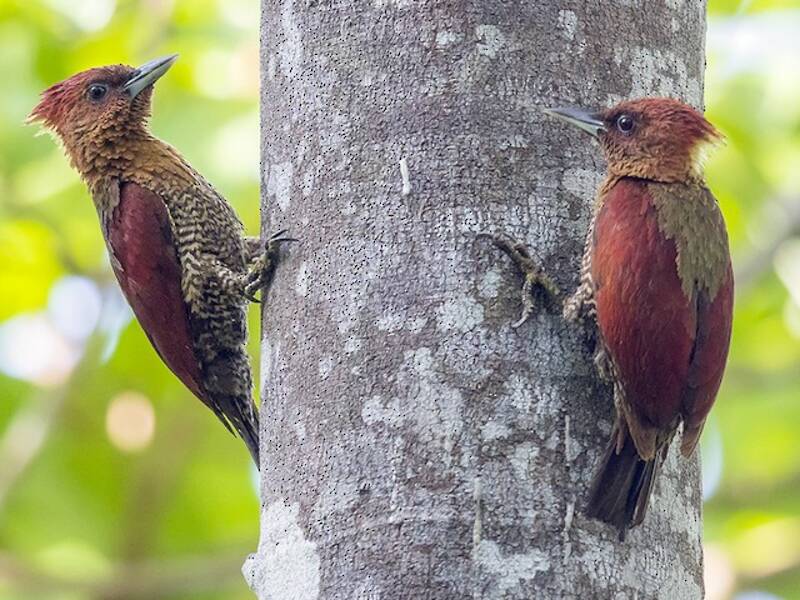 Banded Woodpecker, 照片 4