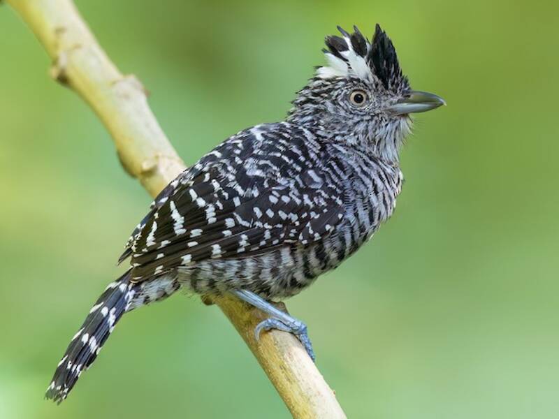 Barred Antshrike, 照片 4