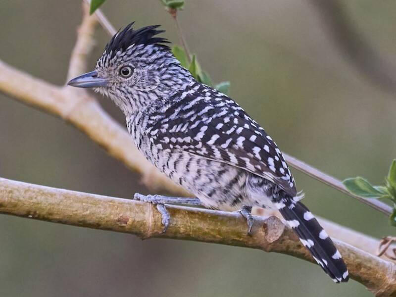 Barred Antshrike, 照片 2