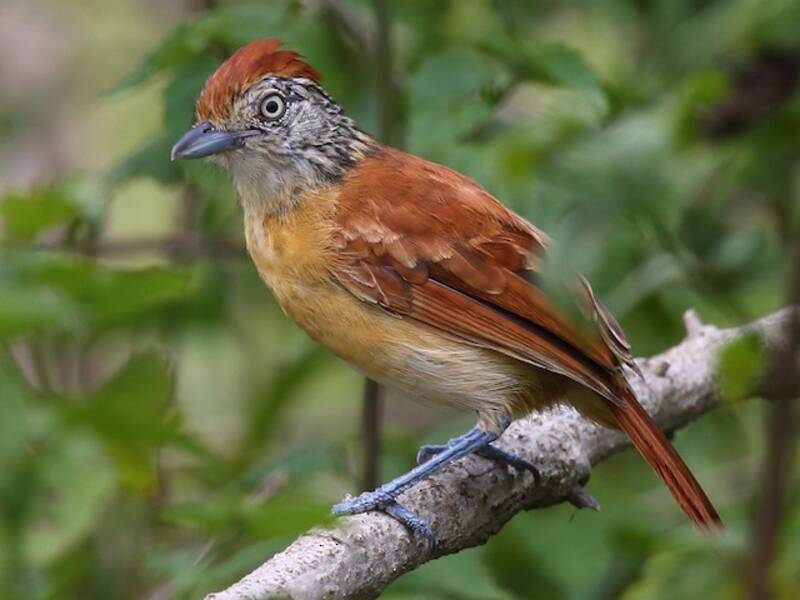 Barred Antshrike, 照片 3