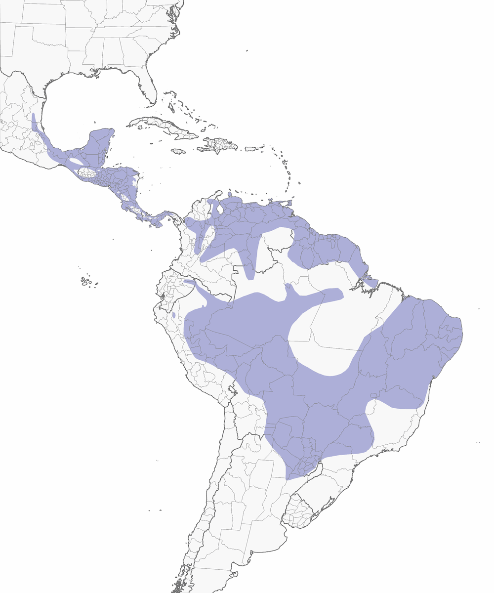 Barred Antshrike, 分布 1
