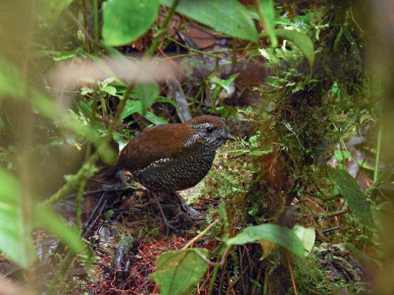 Barred Antthrush