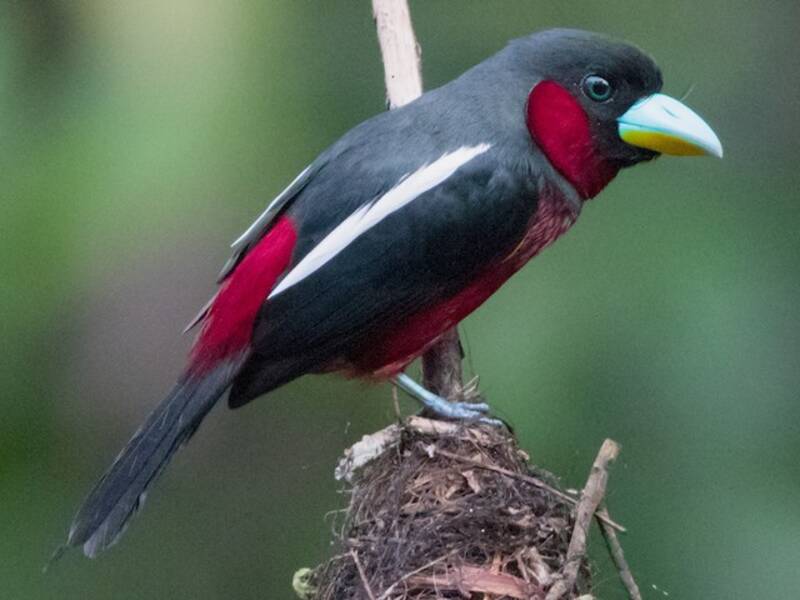 Black-and-red Broadbill, Photos 3