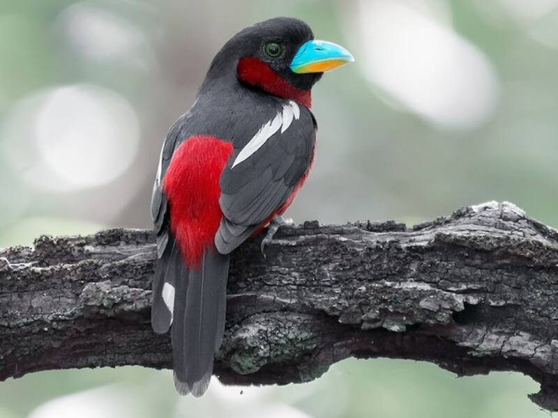 Black-and-red Broadbill (Cymbirhynchus macrorhynchos)