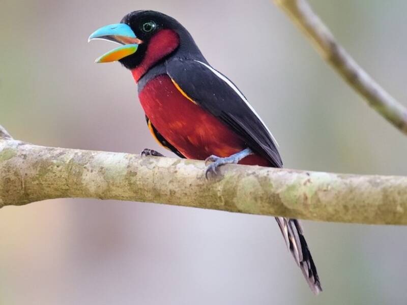 Black-and-red Broadbill, Photos 2