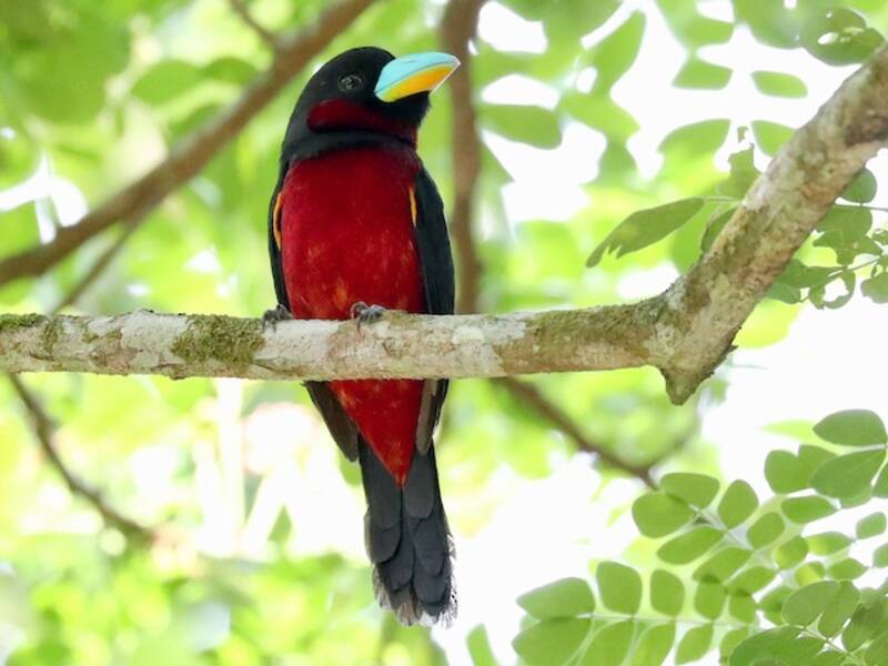 Black-and-red Broadbill, Photos 4