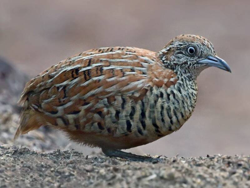 Barred Buttonquail, 照片 4