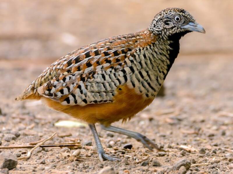 Barred Buttonquail, 照片 2
