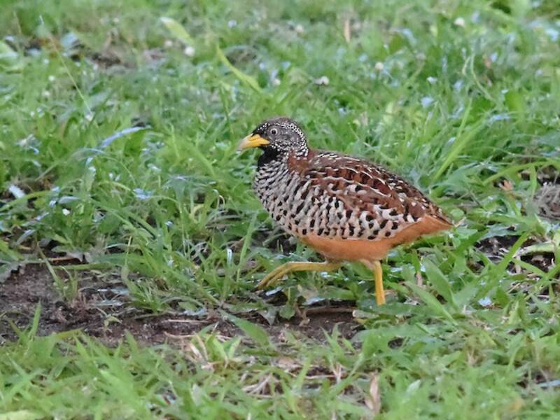 Barred Buttonquail, 照片 3